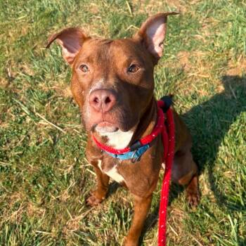Tex -  Terrier Dog for Adoption in North Syracuse, New York - Tex | PetCurious