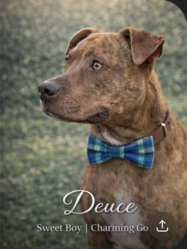 American Staffordshire Terrier Dogs Available for Adoption in Farmington, Missouri - Waffles McGee (Duece) | PetCurious