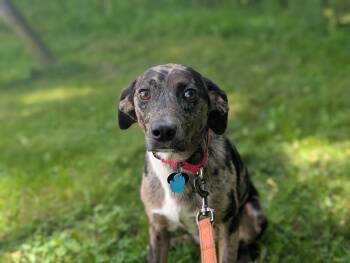 Lucy -  Mixed Breed Dog for Adoption in Fenton, Michigan - Lucy | PetCurious
