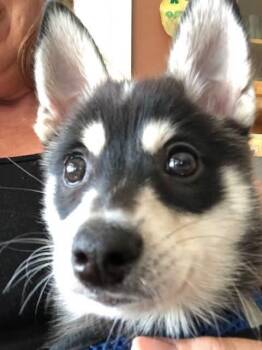 Una -  Mixed Breed Dog for Adoption in Santa Rosa, California - Una | PetCurious