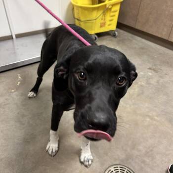 Pit Bull Terrier and Mixed Breed Dogs Available for Adoption - Bonnie | PetCurious