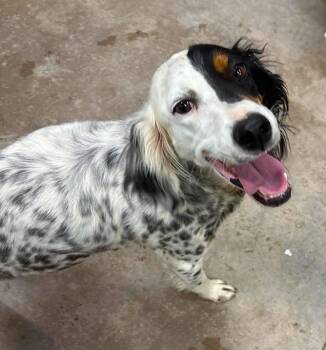 English Setter Dogs Available for Adoption in Wood Dale, Illinois - Basilina- URGENT!! | PetCurious