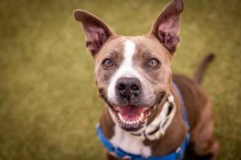 Pit Bull Terrier Dogs Available for Adoption - Marcela | PetCurious