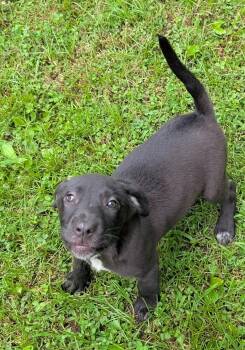Bristol -  Labrador Retriever and Australian Cattle Dog Blue Heeler Dog for Adoption in Watertown, Connecticut - Bristol | PetCurious