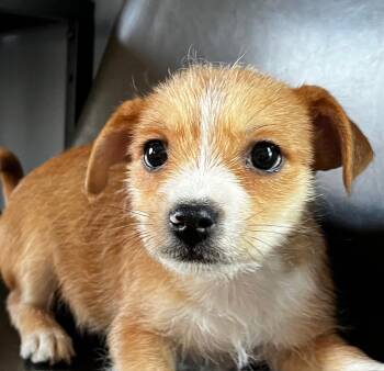 Terrier and Lhasa Apso Dogs Available for Adoption - Audrey | PetCurious