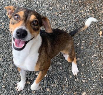 Basenji Dogs Available for Adoption - Linette | PetCurious