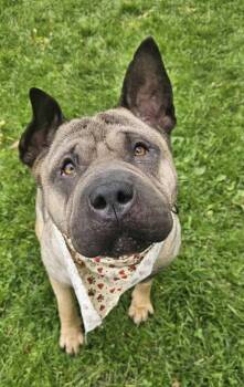 Shar Pei Dogs Available for Adoption in New Castle, Pennsylvania - Lucy | PetCurious