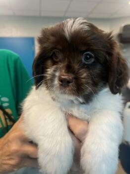 Milo (ID 51407) -  Cockapoo and Shih Tzu Dog for Adoption in Manassas, Virginia - Milo (ID 51407) | PetCurious