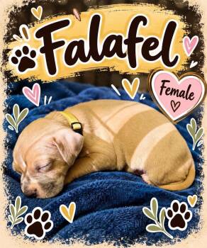 Falafel -  Mixed Breed Dog for Adoption in Pleasant Ridge, Michigan - Falafel | PetCurious