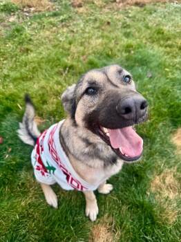 Lola -  German Shepherd Dog Dog for Adoption in Fruit Heights, Utah - Lola | PetCurious
