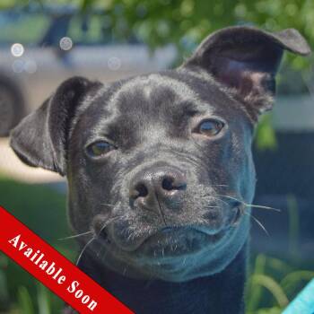 Resse -  Boston Terrier and Beagle Dog for Adoption in Huntley, Illinois - Resse | PetCurious