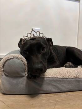 Rescue Black Labrador Retriever and Mixed Breed Dogs for Adoption in Houston, Texas - Violet | PetCurious