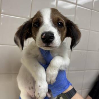 Snickers -  Dachshund and Mixed Breed Dog for Adoption in Los Angeles, California - Snickers | PetCurious