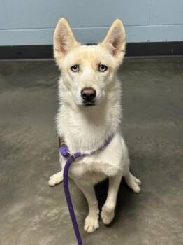 Rescue Mixed Breed Dogs for Adoption in Dekalb, Illinois - Merlot | PetCurious