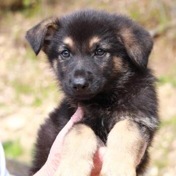 Shepherd and Mixed Breed Dogs Available for Adoption in Stormville, New York - CT Grand Teton Avail May 16 | PetCurious
