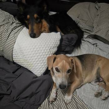 Ralph -  Beagle Dog for Adoption in Riverside, California - Ralph | PetCurious