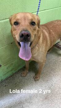 Labrador Retriever Dogs Available for Adoption - Lola | PetCurious