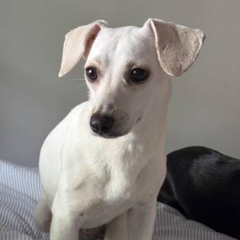 Chihuahua Dogs Available for Adoption - Zendaya | PetCurious