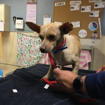 Chihuahua Dogs Available for Adoption in Riverside, California - ARCHIE | PetCurious