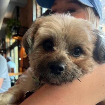 Beau -  Shih Tzu and Mixed Breed Dog for Adoption in Minneapolis, Minnesota - Beau | PetCurious