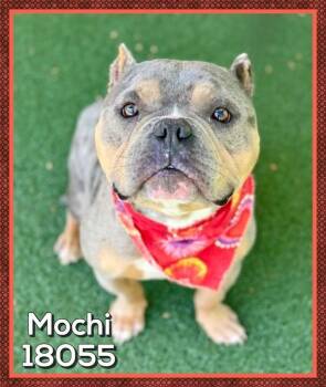 Pit Bull Terrier Dogs Available for Adoption in Marietta, Georgia - Mochi (16) | PetCurious