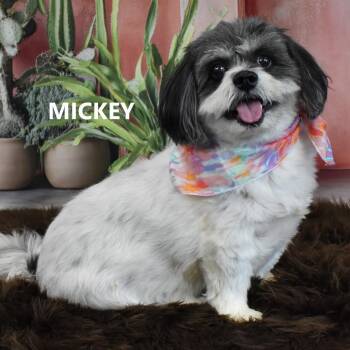 MICKEY -  Havanese Dog for Adoption in Marana, Arizona - MICKEY | PetCurious