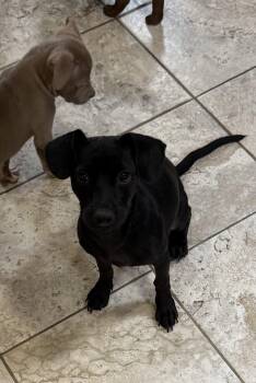 Daphne -  Dachshund and Chihuahua Dog for Adoption in Grand Rapids, Michigan - Daphne | PetCurious