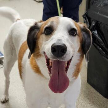 Hound Dogs Available for Adoption in Gloucester, Virginia - Bowie | PetCurious