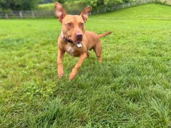 Penny -  Staffordshire Bull Terrier and Terrier Dog Available for Adoption in Hudson, New York - Penny | PetCurious