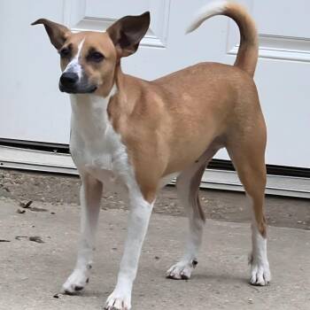 Pamela -  Feist Dog for Adoption in Wiggins, Mississippi - Pamela | PetCurious
