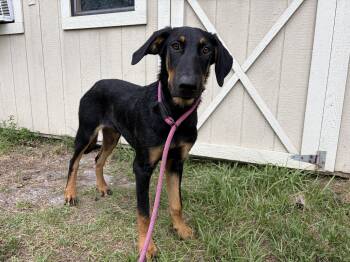 Zeus -  Doberman Pinscher and German Shepherd Dog Dog for Adoption in Lorida, Florida - Zeus | PetCurious