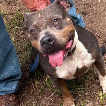 Ethel -  Pit Bull Terrier Dog for Adoption in Ocala, Florida - Ethel | PetCurious