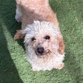 Cyndi -  Poodle Dog for Adoption in Sonoma, California - Cyndi | PetCurious