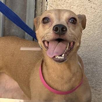 Mama Dog -  Chihuahua Dog for Adoption in San Gabriel, California - Mama Dog | PetCurious