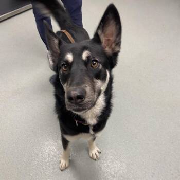 German Shepherd Dog Dogs Available for Adoption - Esme | PetCurious