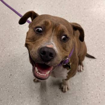 Magenta -  Pit Bull Terrier Dog for Adoption in Indianapolis, Indiana - Magenta | PetCurious