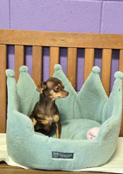 **LOOPIE** -  Chihuahua Dog for Adoption in North Prairie, Wisconsin - **LOOPIE** | PetCurious