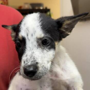 Thelma -  Australian Cattle Dog Blue Heeler and Terrier Dog for Adoption in Birmingham, Alabama - Thelma | PetCurious