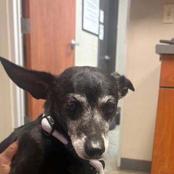 WILLY -  Dachshund and Mixed Breed Dog for Adoption in Yuma, Arizona - WILLY | PetCurious