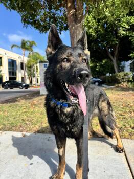 Odin -  German Shepherd Dog Dog for Adoption in Newport Beach, California - Odin | PetCurious