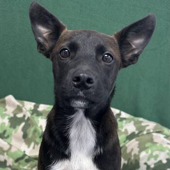 Dottie -  Terrier Dog for Adoption in Bethel, Connecticut - Dottie | PetCurious