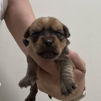 Hortensia -  Pug and Mixed Breed Dog for Adoption in Sacramento, California - Hortensia | PetCurious