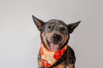 Buck -  Australian Cattle Dog Blue Heeler Dog for Adoption in Plaquemine, Louisiana - Buck | PetCurious