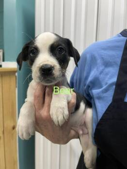 Bear -  Pit Bull Terrier and Husky Dog for Adoption in Chattanooga, Tennessee - Bear | PetCurious