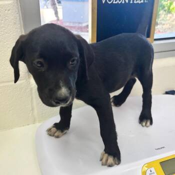 Ruger -  Labrador Retriever and Mixed Breed Dog for Adoption in Corpus Christi, Texas - Ruger | PetCurious