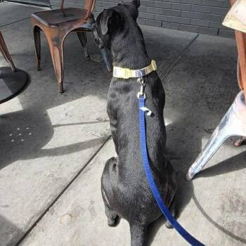 Mixed Breed Dogs Available for Adoption in Winston-salem, North Carolina - Tango | PetCurious