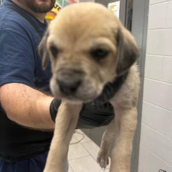 Mixed Breed Dogs Available for Adoption in Lufkin, Texas - Lucy Gray | PetCurious