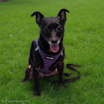 German Pinscher Dogs Available for Adoption - Moochi | PetCurious