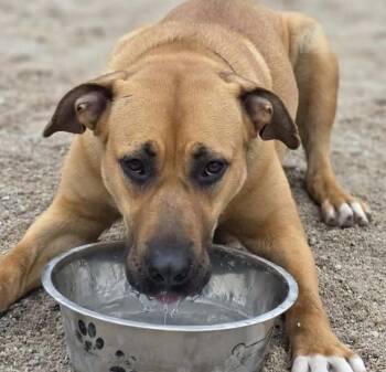 Chanel -  Mixed Breed Dog for Adoption in Grand Rapids, Michigan - Chanel | PetCurious