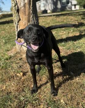 Rescue Labrador Retriever and Mixed Breed Dogs for Adoption in Springfield, Illinois - Shadow | PetCurious